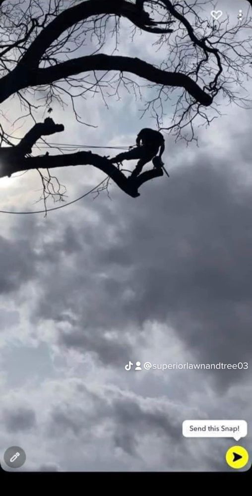 Tree Removal for Superior Lawn and Tree LLC in Clifton, TX