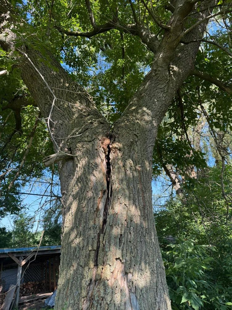 All Photos for Sterlings Tree Removal in Cobleskill, New York