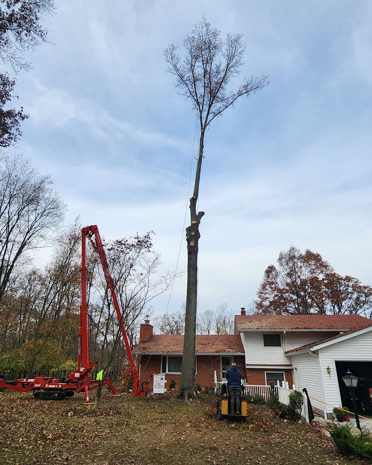 Tree Trimming and Removal for F & F Tree Service in Beavercreek, OH