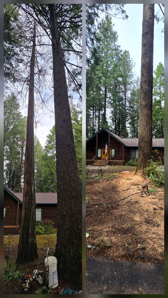 All Photos for George Staddan's Professional Tree Care in Placerville, CA