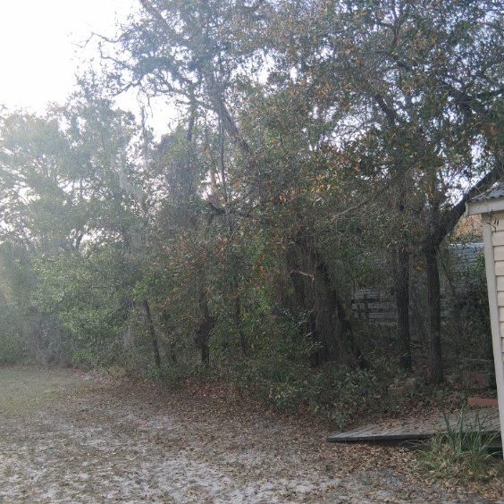 All Photos for Perfect Cut Lawn & Tree Care in Citrus County, FL