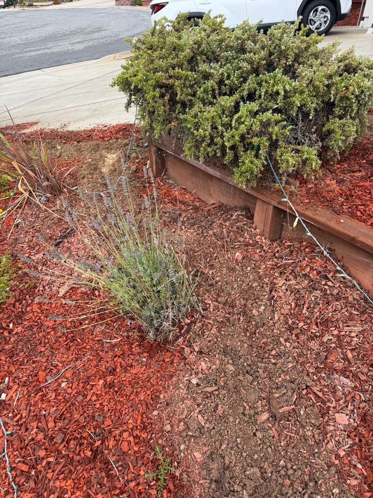 All Photos for CBA Landscaping in Hayward, CA