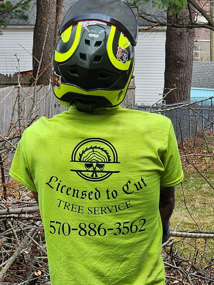 Tree Removal for Licensed to Cut Tree Service in Athens, PA