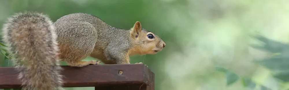 Wildlife Control for Toppers Wildlife Removal in Garland, TX