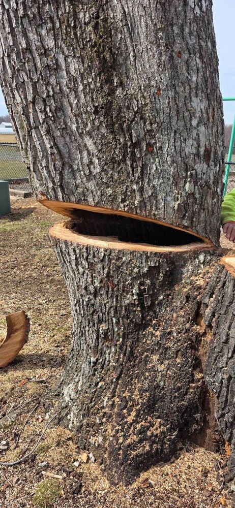 All Photos for Hamlett Tree Service LLC in Clover, VA