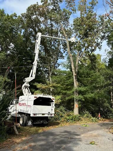 All Photos for Melnyk’s Tree Service in Salem County, NJ
