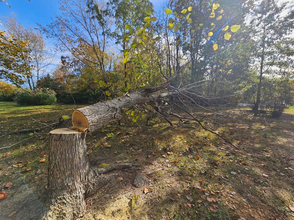 Other Services for Affordable Tree Service TN in White House, TN