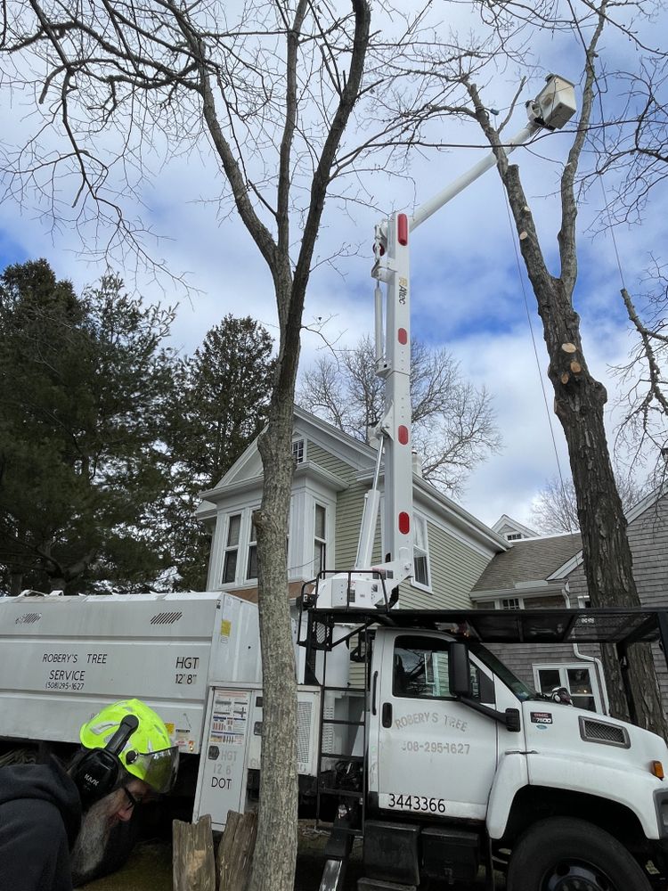 Tree Removal for Robery's Tree Service in West Wareham, MA