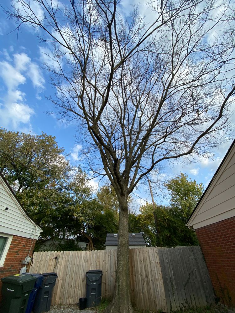 All Photos for Houtz Tree Service in Lexington, KY