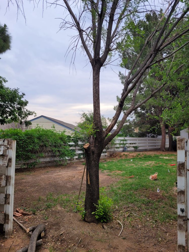 Tree Removal for Lion In The Tree Trimming Service in Big Spring, TX