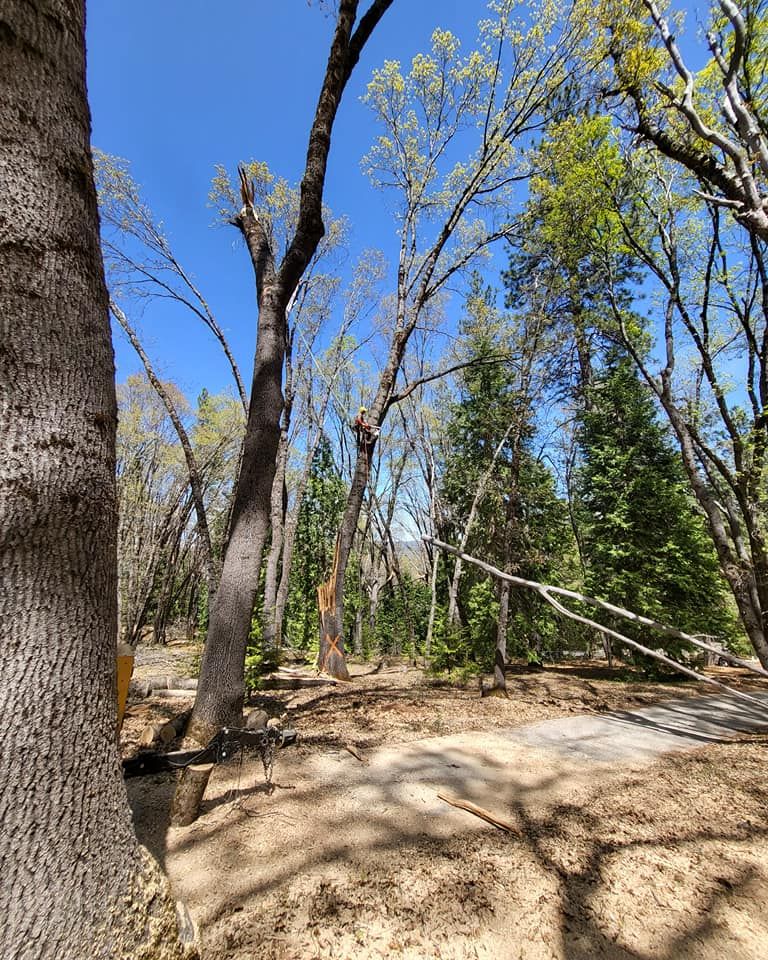 Our Drainage System Installs service ensures efficient water flow around your property, preventing damage to the trees and foundation of your home. for Terra Heights Tree Experts & Landscaping  in Grass Valley,  CA