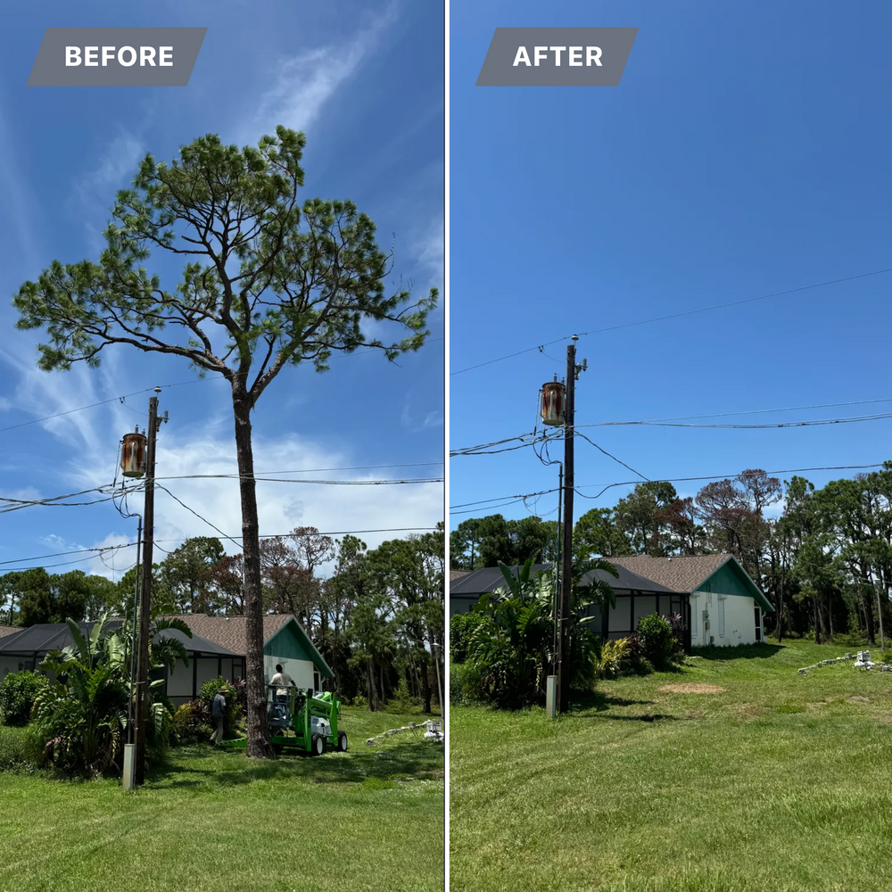 Our professional Tree Removal service provides safe and efficient removal of unwanted or hazardous trees on your property, ensuring minimal disruption and leaving your landscape looking clean and tidy. for Lemon Bay Tree Service  in Englewood, FL