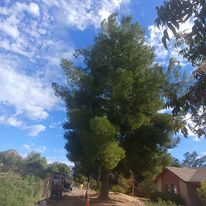 Tree Removal for The Tree Fairy in Ramona, CA