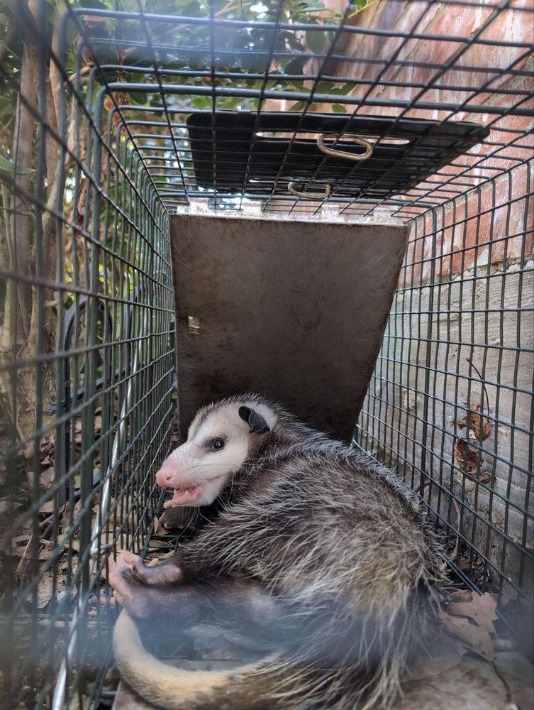 All Photos for Topper's Wildlife Removal in Garland, TX
