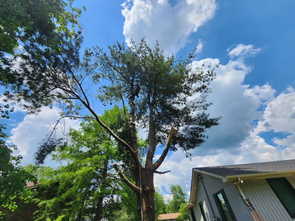 Tree Removal for Affordable Tree Service TN in White House, TN