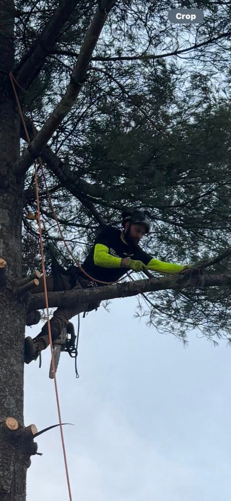 Our Tree Trimming service improves your trees’ health, safety, and appearance by removing overgrown or damaged branches, promoting strong growth, reducing hazards, and keeping your landscape neat and beautiful year-round. for Precision Cutz Tree Services, LLC in Coeburn, VA