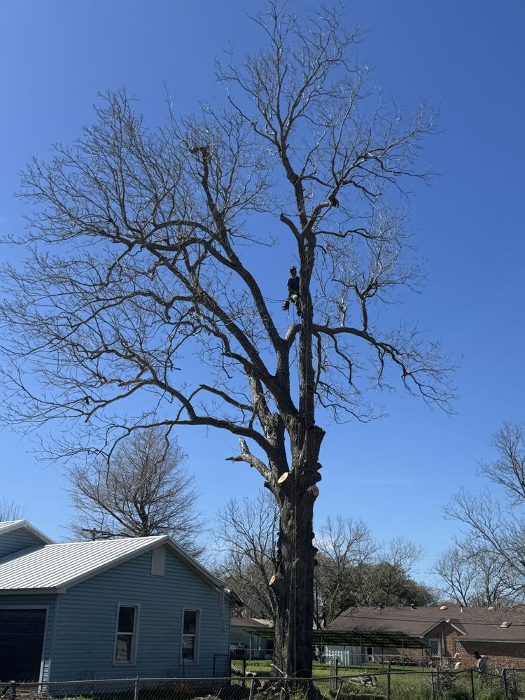 All Photos for Braun Tree Service in Floresville, Texas