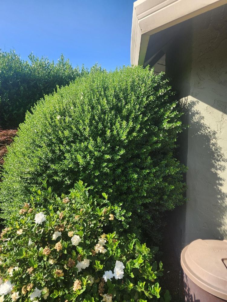 Enhance your home's curb appeal with our expert shrub trimming service, ensuring healthy growth and a polished look for your garden by skillfully shaping each plant to perfection. for Gregg Yard Maintenance in Paradise, CA