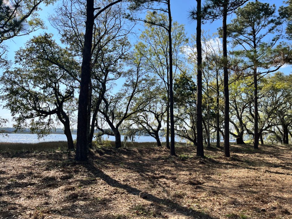 Land clearing for CW Earthworks, LLC in Charleston, South Carolina