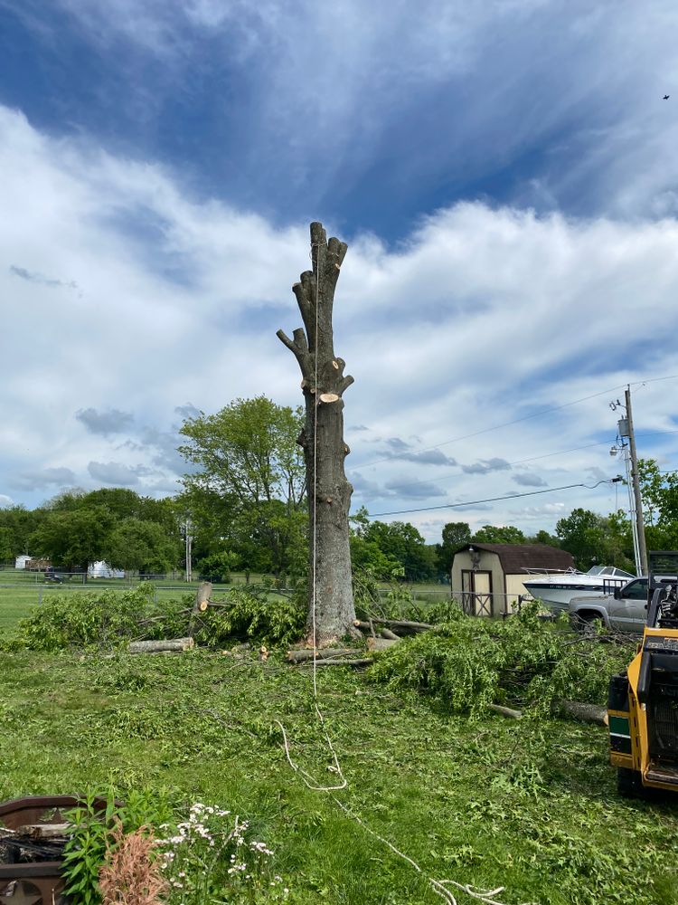Tree Removal for Houtz Tree Service in Lexington, KY