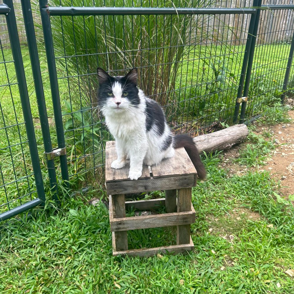 Animal Rescue Service for Sullivan Sanctuary of Maine in Brunswick, ME