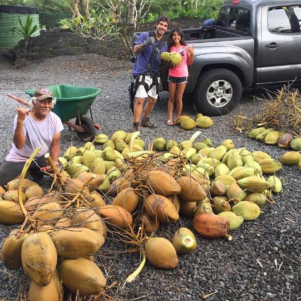 Tree Care Service for Big Island Coconut Company in Pilialoha, HI