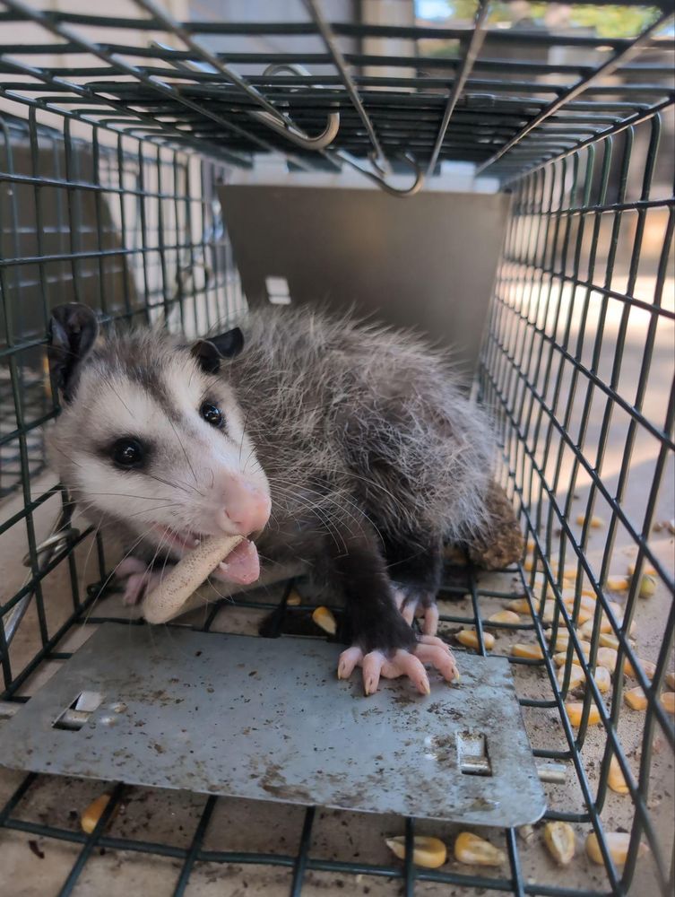 All Photos for Topper's Wildlife Removal in Garland, TX