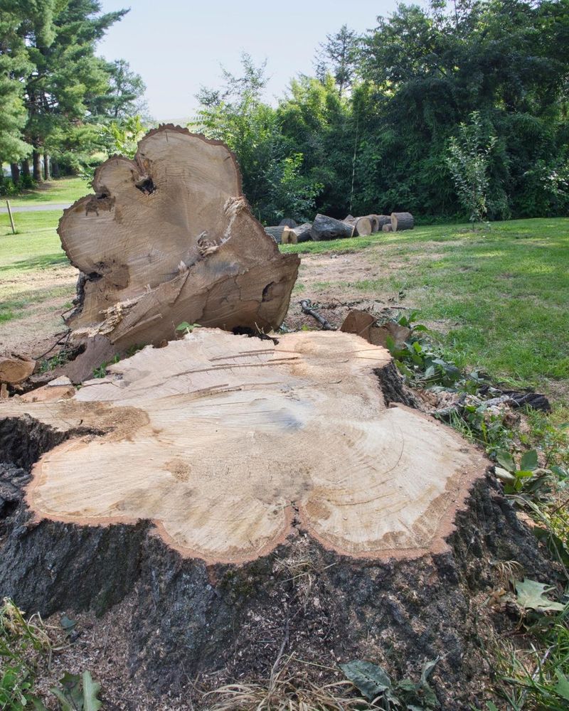 All Photos for Oakwood Tree Removal LLC in Oak Creek,  WI