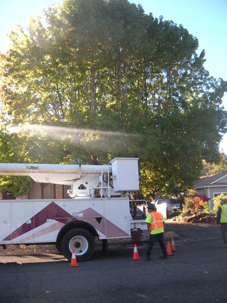 All Photos for Willamette Landscaping and Tree Services in Albany, OR