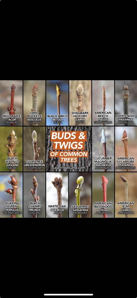 All Photos for Anstaetts Tree Service in Batavia, OH