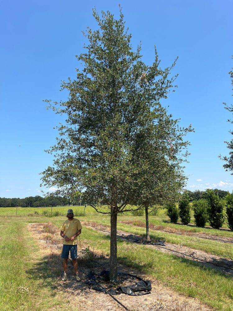 All Photos for Roberts Lawn & Landscape in Steinhatchee, FL