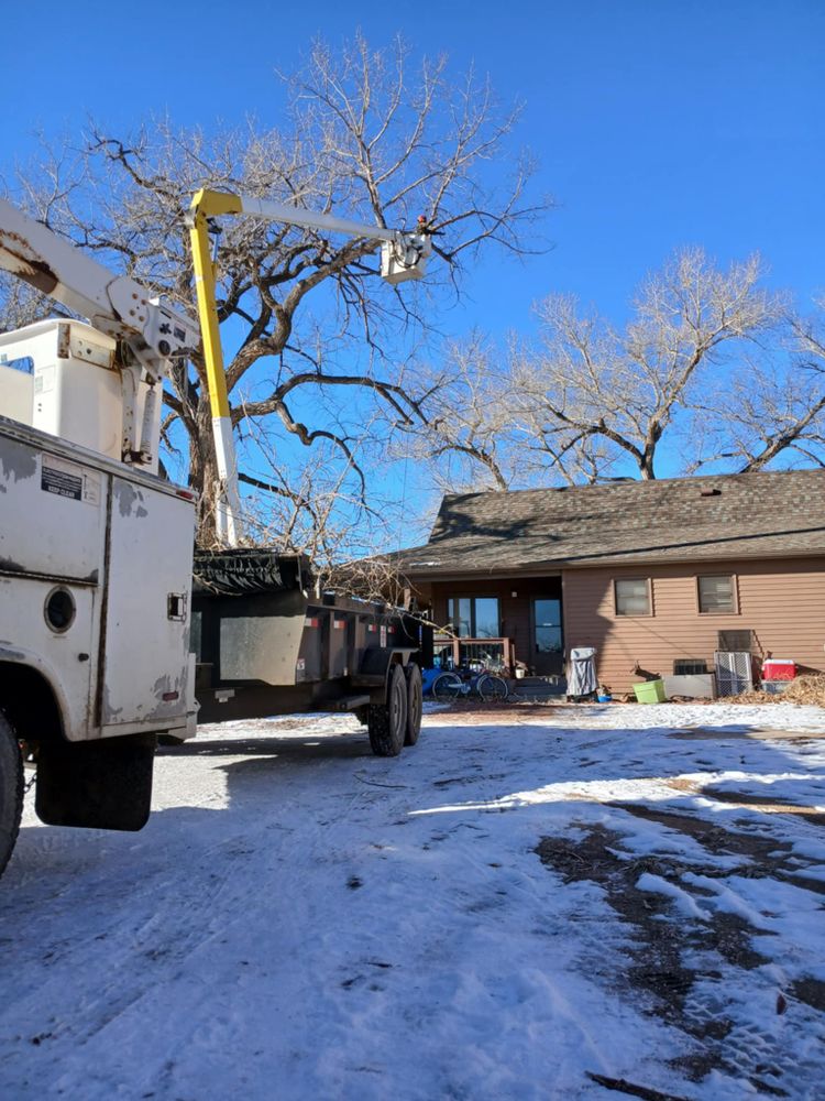 Tree Removal for Two Fellers Tree Service in Buffalo, WY
