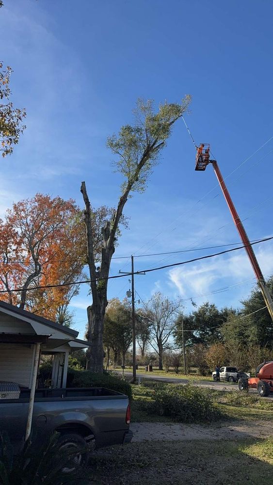 All Photos for Morace Tree Service in Natchez,,  MS