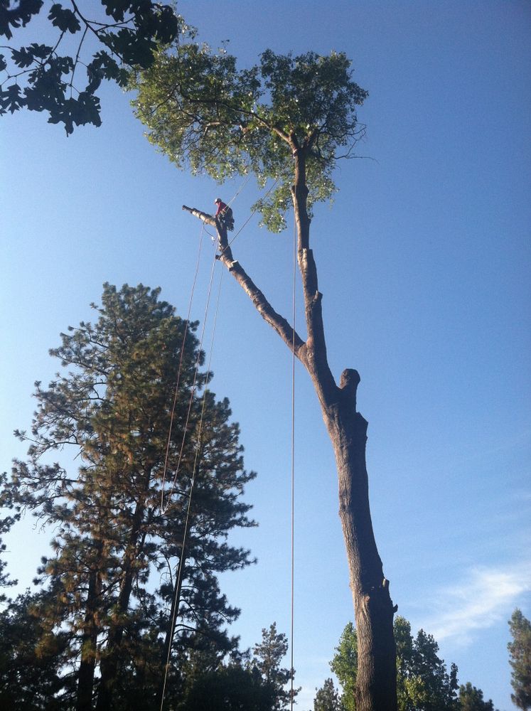 Tree Removal for Orlando's Tree Services in , 