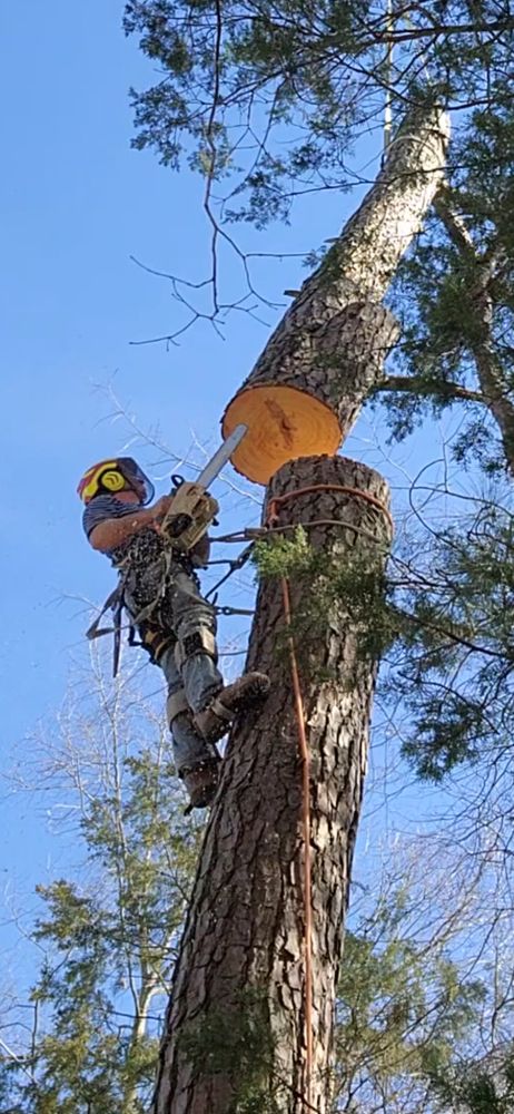 All Photos for Smith Tree Experts in Palmyra, VA