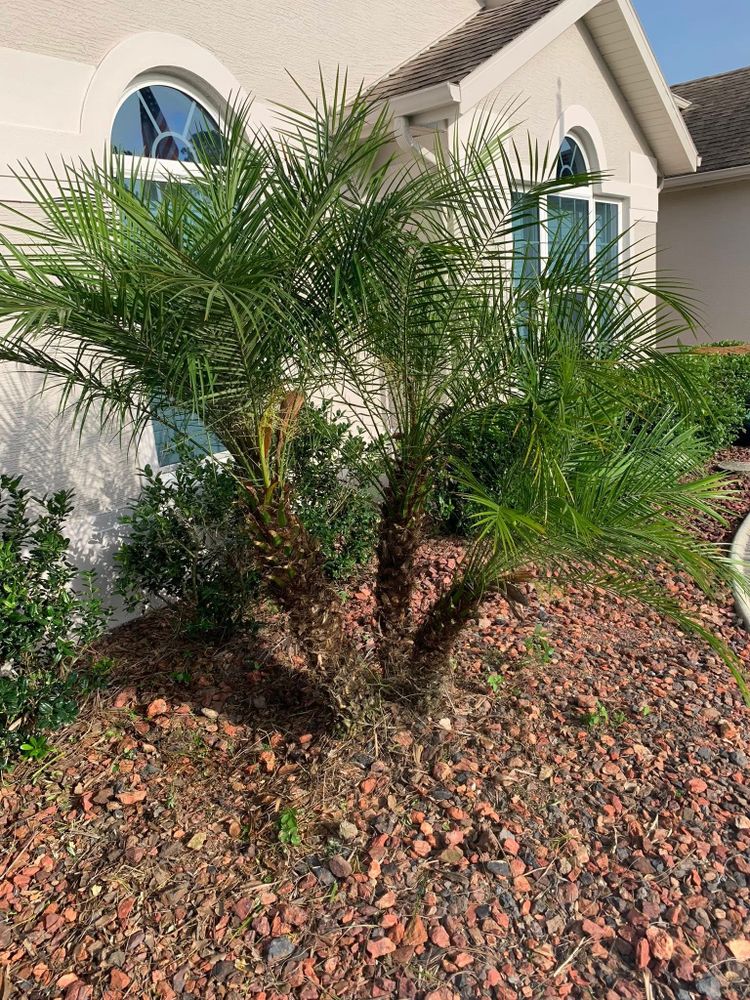 All Photos for Mitchell Lawn Service in Odessa, FL