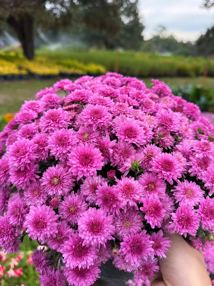 Explore Our Shop for all your tree care needs, offering a wide range of high-quality tools and supplies to help you maintain healthy, beautiful trees in your home landscape. for Southern Roots Tree Farm in Crystal River, FL