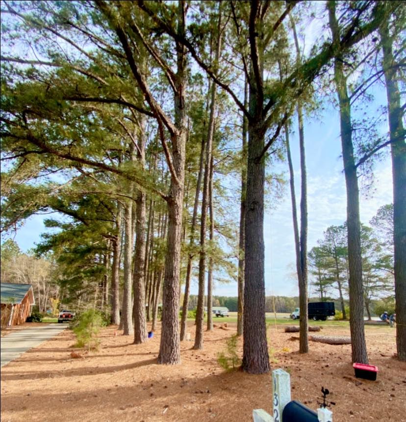Enhance your property's beauty and safety with our professional tree trimming service, expertly maintaining the health and aesthetics of your trees while preventing potential hazards caused by overgrown branches. for MTJ Tree Removal LLC in Zebulon, NC