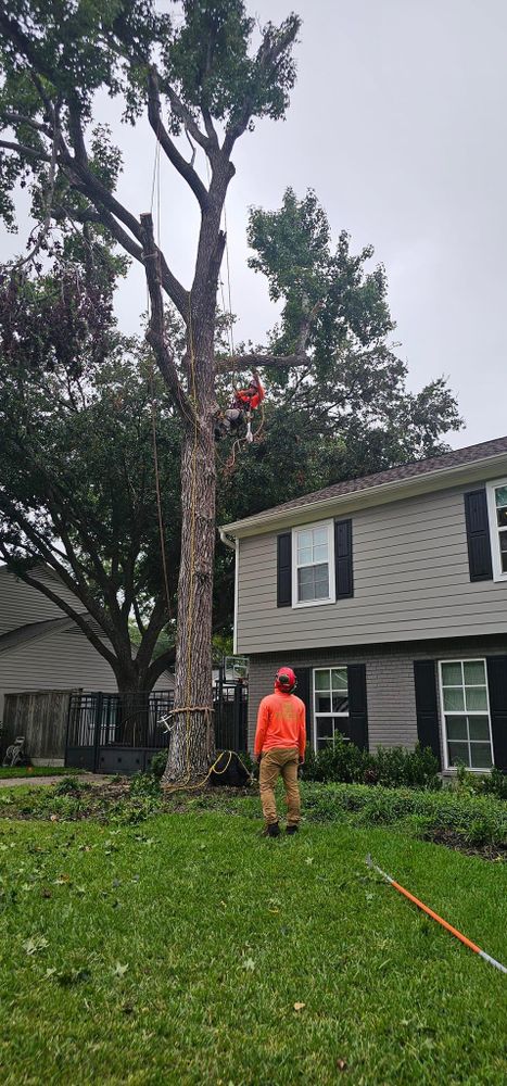 All Photos for Servin's Tree Care  in Houston, TX