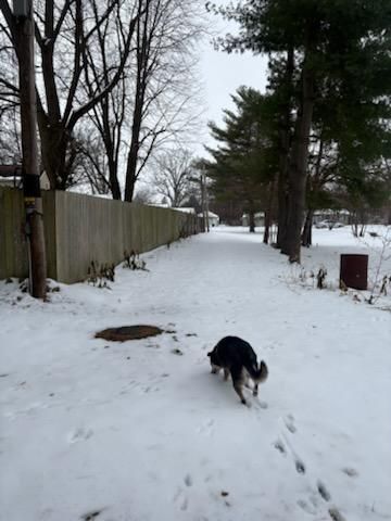 All Photos for Advanced Tree Solutions in Rockville, IN