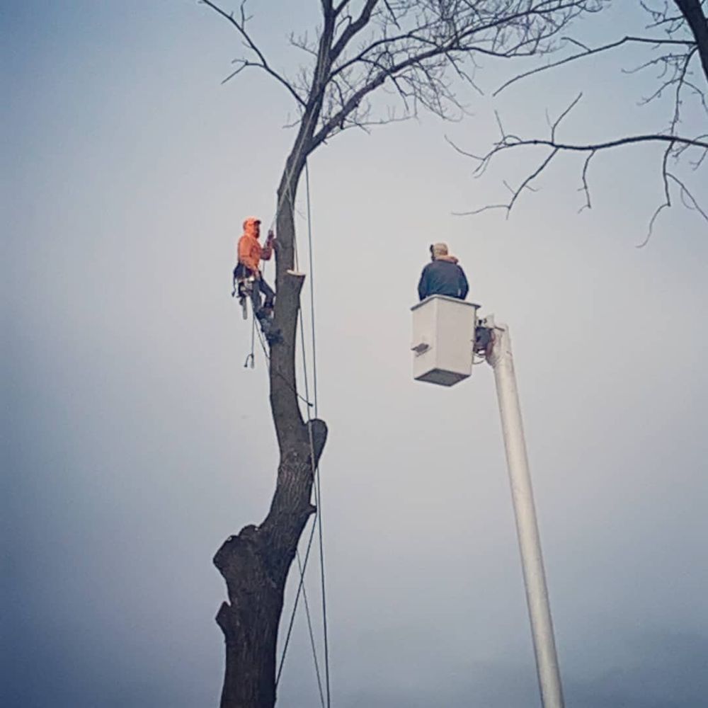 Tree Removal for Highborn Tree Service in Wheatfield, IN