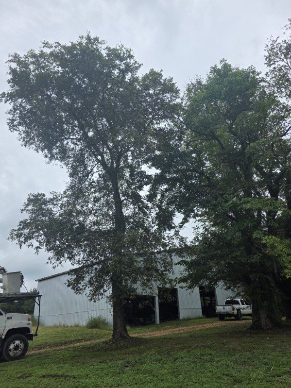 All Photos for Jace’s Tree & Stump Removal in Franklin, TN