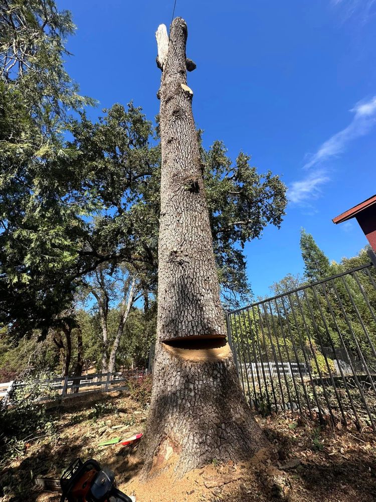 Tree Removal for Tyco Forest Management in Placerville, CA