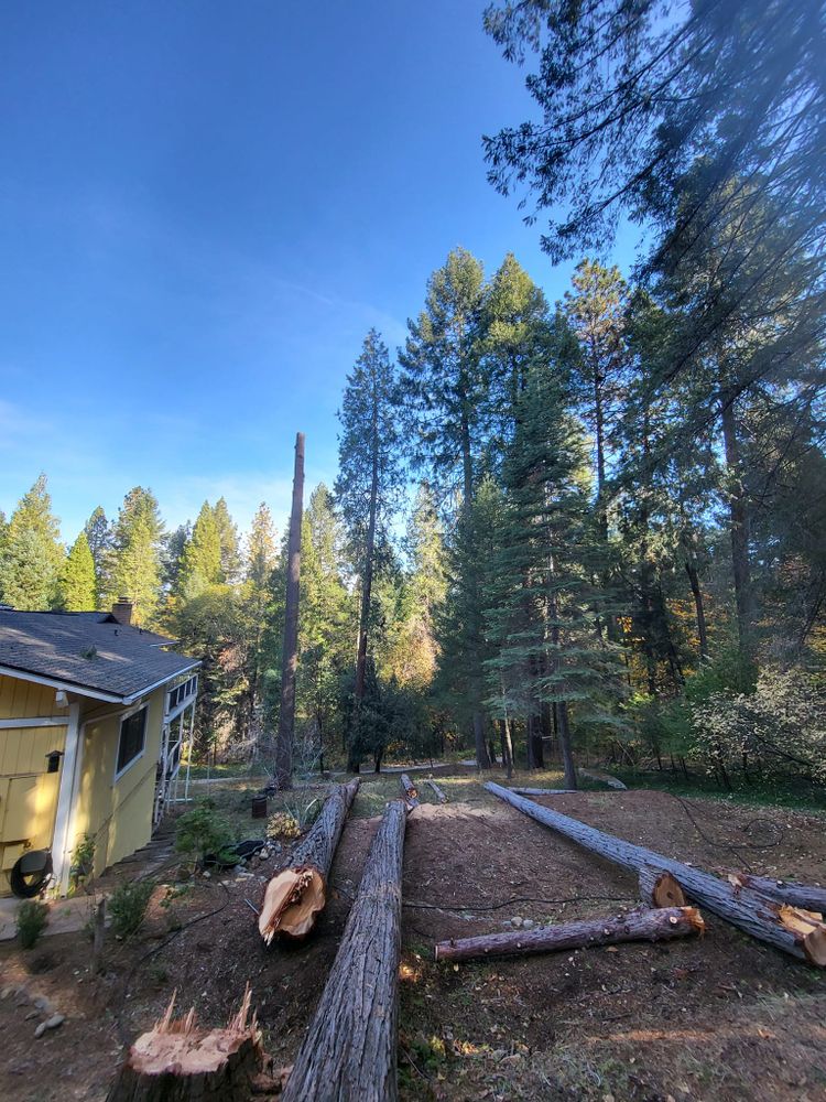 Tree Removal for Terra Heights Tree Experts & Landscaping  in Grass Valley,  CA