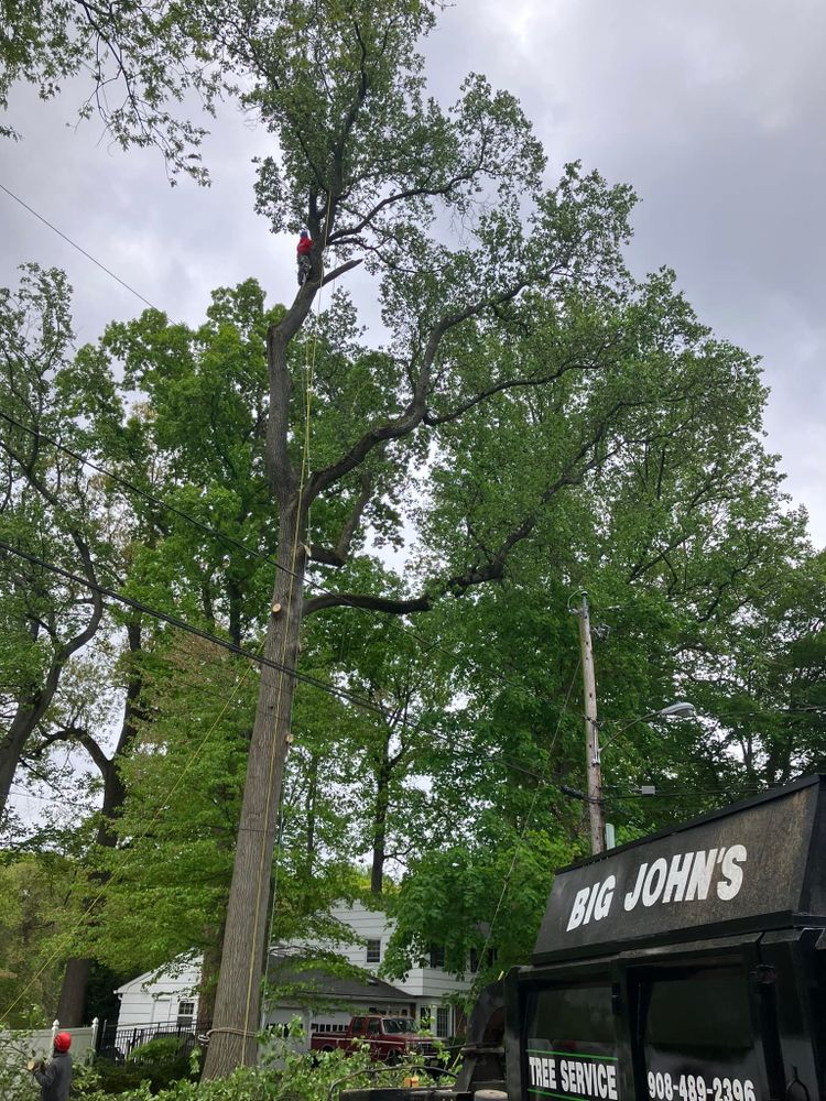 Our professional Tree Trimming service will enhance the health and appearance of your trees, promoting strong growth and reducing safety hazards. Trust us to keep your property beautiful and safe. for Big John's Tree Service LLC in Monmouth County,  NJ 