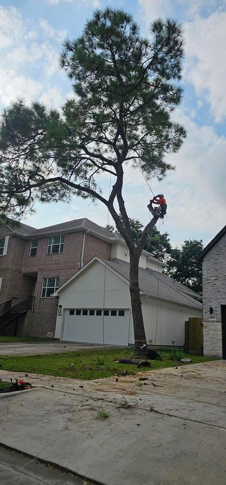 All Photos for Servin's Tree Care  in Houston, TX