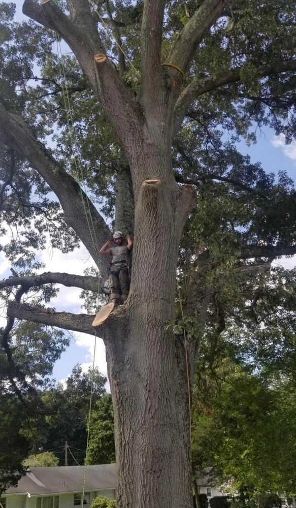 Enhance your property's beauty and safety with our professional tree trimming service, ensuring optimal growth, removing hazardous branches, and promoting overall tree health. experience meticulous care from our skilled arborists today. for Hingewood Tree Service in Salem, NJ
