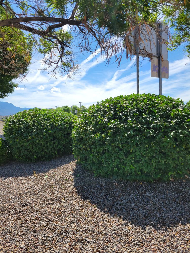 All Photos for 2 Brothers Landscaping in Albuquerque, NM