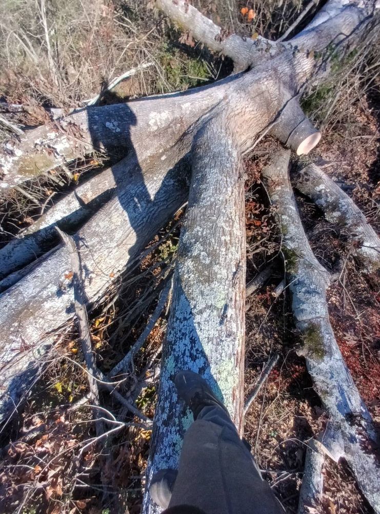 Our Tree Removal service safely and efficiently eliminates unwanted or hazardous trees, ensuring your property's safety, enhancing its aesthetic appeal, and preventing potential damage to structures or landscapes. for Goliath Tree Maintenance and Haul Away in Seneca, SC
