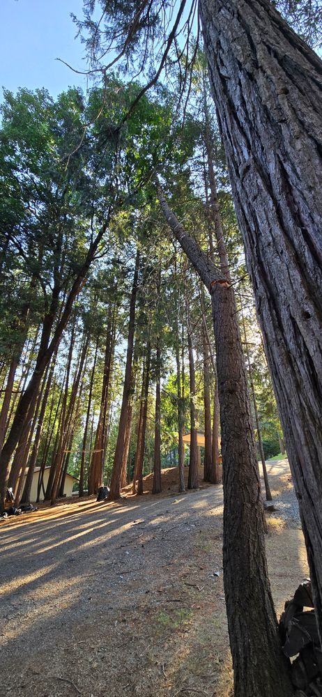 All Photos for George Staddan's Professional Tree Care in Placerville, CA